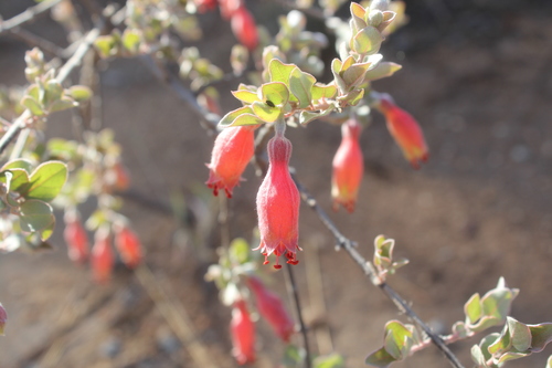 Image of Combretum Grandidieri (Combretum grandidieri) by (c) Michael A. Alcorn, some rights reserved (CC BY)