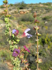 Salvia dentata