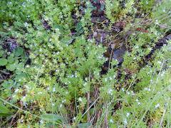 Galium mucroniferum