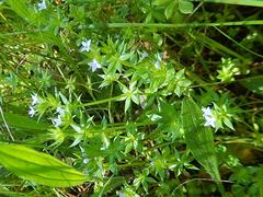 Galium mucroniferum