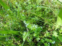 Galium mucroniferum