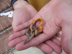 Diadophis punctatus vandenburgii