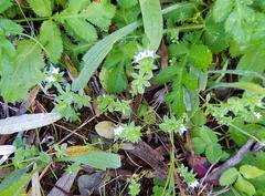 Galium mucroniferum