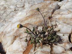 Crassothonna protecta