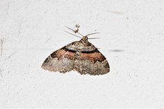 Xanthorhoe labradorensis