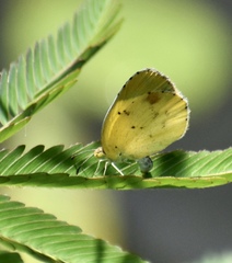 Pyrisitia lisa euterpe