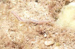 Pherecardia striata