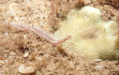 Pherecardia striata