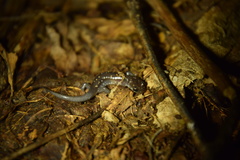 Plethodon aureolus