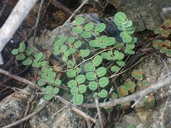 Pellaea intermedia