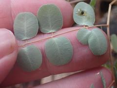 Pellaea intermedia