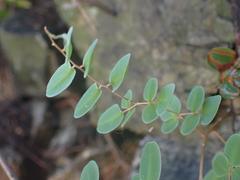 Pellaea intermedia