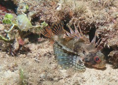 Dendrochirus barberi