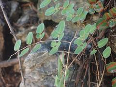 Pellaea intermedia