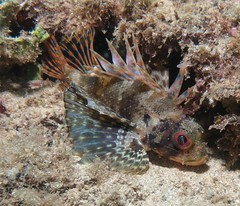 Dendrochirus barberi