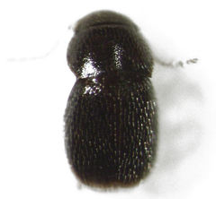Ptinella ferruginea
