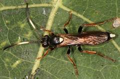 Ichneumon stramentarius
