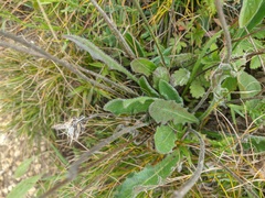 Leontodon biscutellifolius