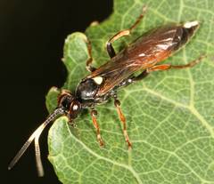 Ichneumon stramentarius
