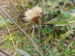 Leontodon biscutellifolius