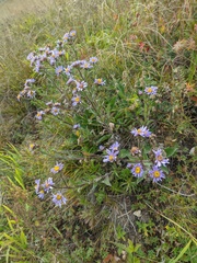 Aster amellus bessarabicus