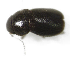 Ptinella ferruginea