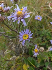 Aster amellus bessarabicus