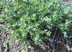 Lepidium oblongum