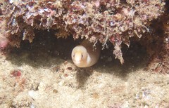 Gymnothorax melatremus