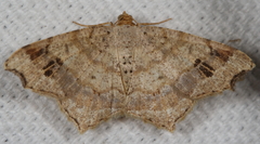 Macaria aequiferaria