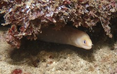 Gymnothorax melatremus