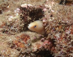 Gymnothorax melatremus