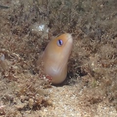 Gymnothorax melatremus