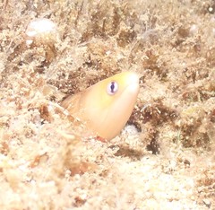 Gymnothorax melatremus