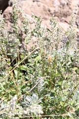 Artemisia lagocephala