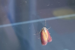 Oncocera semirubella