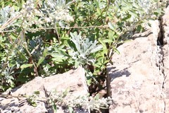 Artemisia lagocephala