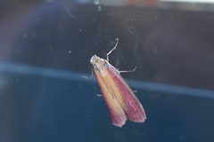 Oncocera semirubella