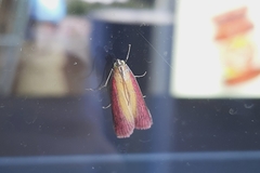 Oncocera semirubella