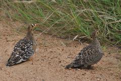 Pterocles bicinctus multicolor