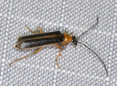 Rhagonycha mollis