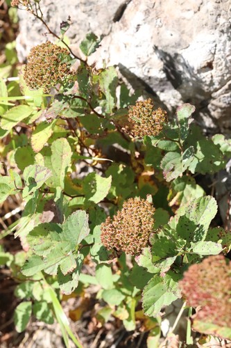 Spiraea betulifolia