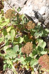 Spiraea betulifolia