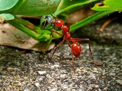 Megalomyrmex leoninus