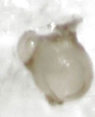 Ptinella ferruginea