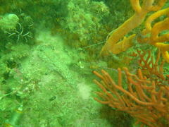 Caffrogobius nudiceps