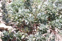 Artemisia lagocephala