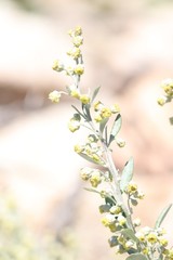 Artemisia lagocephala