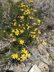 Ericameria linearifolia