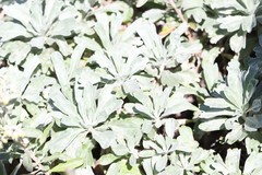 Artemisia lagocephala